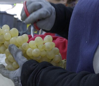 Economía-Productores de uva embolsada del Vinalopó (Alicante) prevén que se consumirán 2 millones de kilos en Nochevieja