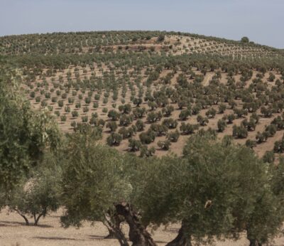 Economía.- La sequía y el «infierno» burocrático de la nueva PAC marcan este año agrario, según COAG