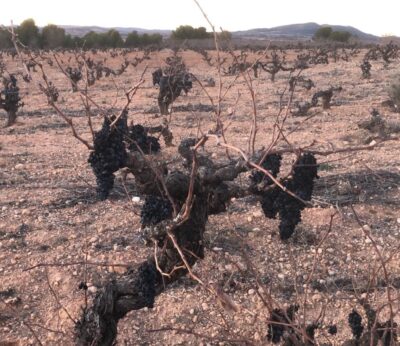 Economía.- AVA-Asaja critica que las ayudas por la sequía «vuelven a dejar fuera a la uva y el olivar»