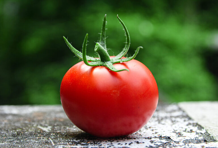 La NASA descubre un tomate desaparecido durante 8 meses en el espacio