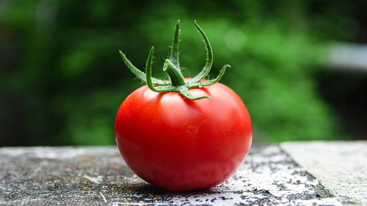 NASA discovers tomato missing for 8 months in space