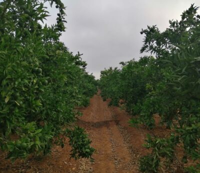 Economía/Agricultura.- La Unió cifra en casi 2.000 las hectáreas cultivadas perdidas en la Comunidad Valenciana en 2023