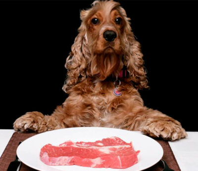 Abre el primer restaurante para mascotas en Madrid