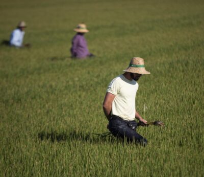 Economía.-Más de 139.000 agricultores de secano, arroz y tomate reciben  ayuda extra de casi 269 millones por la sequía