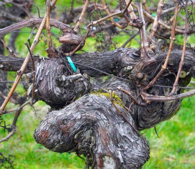 Economía.- El sector vitivinícola del Penedès (Barcelona) reclama soluciones para paliar la sequía