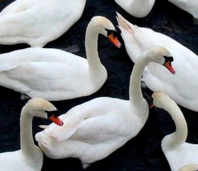 Why the swan is considered a taboo food