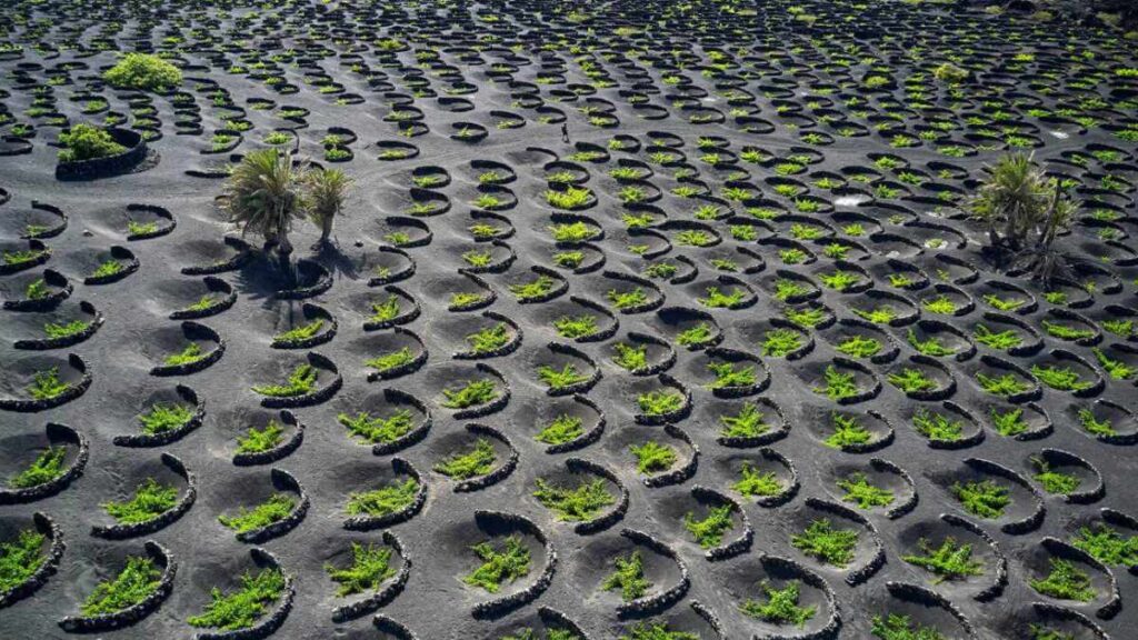 Otra de las localizaciones más insólitas de viñedos se encuentra en España: el paisaje volcánico de Lanzarote.