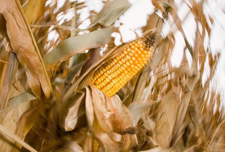 ¿Qué es el corn sweat, el fenómeno del que todo el mundo habla?