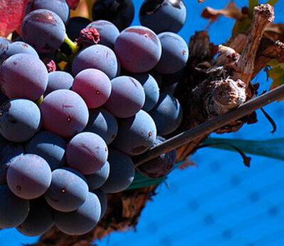 Los vinos de garnacha aragoneses conquistan Madrid Fusión