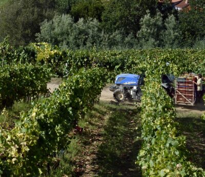 Agricultura activa la cosecha en verde en el sector del vino con un presupuesto de 19,2 millones
