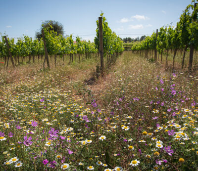 Protegido: Una bodega en la que se cuida la tierra para celebrar la vida