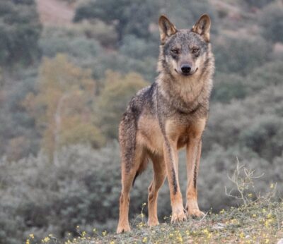 WWF exige a Cantabria y Asturias que retiren «sus planes para matar lobos»