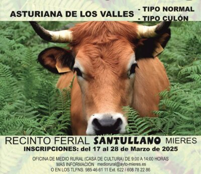 Rural.- Mieres acoge el XVIII Concurso Anual de Ganado en el Recinto Ferial