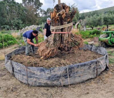 Cádiz.- Daniel Téllez impulsa en Cádiz un proyecto con sello propio: aceite de oliva, oleoturismo y almazara móvil