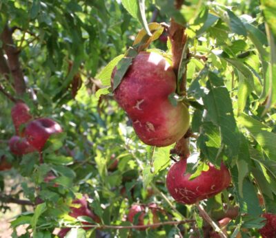 Agro.- Afrucat estima que el granizo del 19 de abril causó un 8% de daños en los cultivos leridanos