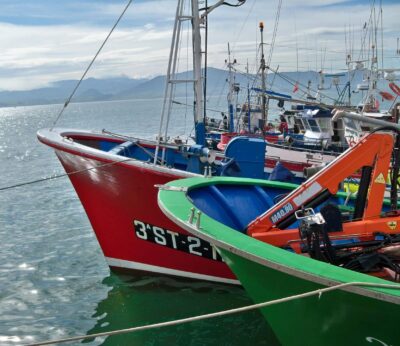 Cantabria abre la veda para la captura de jibia o cachón hasta el 15 de agosto