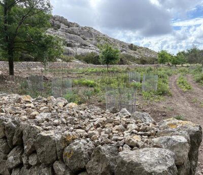 Govern planta encinas de bellota dulce en finca pública de Mortitx para conservar la diversidad genética de esta especie