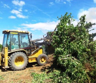 UAGR reclama ayudas para paliar y prevenir los efectos del fuego bacteriano en los frutales de pepita