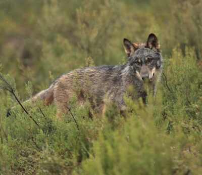Asaja Extremadura rechaza la «ocurrencia ecologista» de introducir el lobo en Monfragüe de manera «artificial»