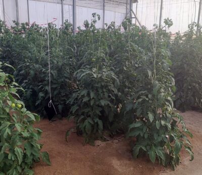 Jaén.- Un ensayo demuestra que el biochar mejora e incrementa la producción de tomates de invernadero