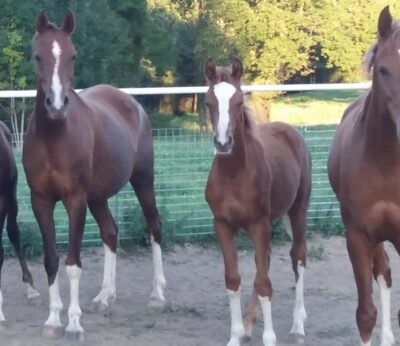 La localidad encartada de Artzentales acogerá el 14 de junio la primera feria del caballo