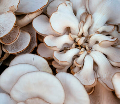 Space-grown mushrooms and their impact on food futures