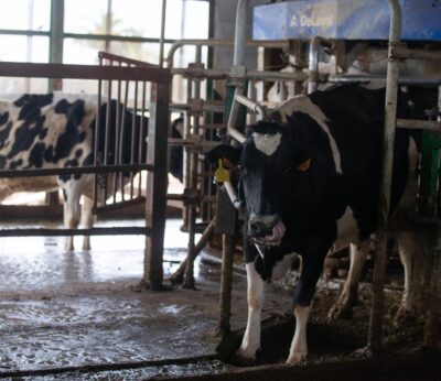 Rural.- URA advierte del cierre de nueve ganaderías de leche por falta de recogida y pide soluciones a la Consejería