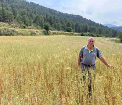 Alicante.- Asaja advierte de que «los bajos precios no cubrirán costes» pese al repunte del cereal alicantino
