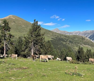 Agro.- Catalunya detecta tres focos de tuberculosis en tres explotaciones ganaderas