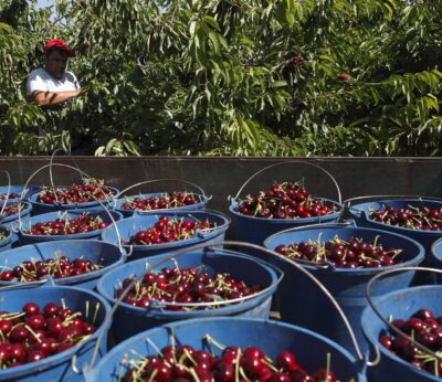 Zaragoza.- Ricla celebra su VIII Feria de la Cereza y el Ajo Tierno, que incluye un mundial de lanzamiento de hueso