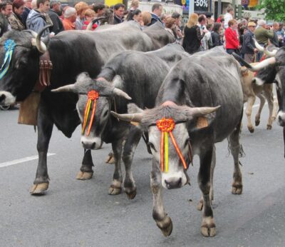 La Pasá vuelve a Santander tras una década con 800 tudancas