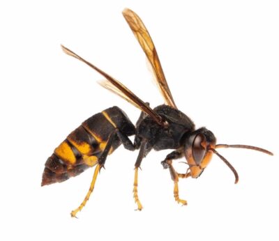Govern captura más de 40 ejemplares de avispa asiática en Mallorca durante campaña de control de esta especie invasora