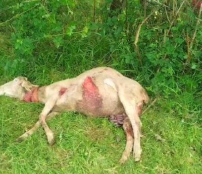 Rural.- URA denuncia un nuevo ataque del lobo en Navelgas (Tineo)