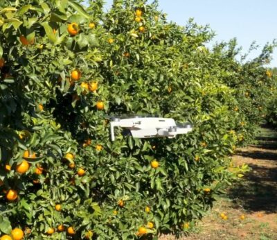 ORC elimina más de 10.000 plantas ilegales de mandarina ORRi durante la campaña 2024-25