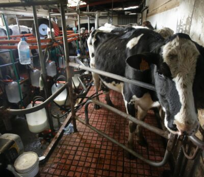 Rural.- UU.AA. exige «precios justos» a mes y medio de cerrar los nuevos contratos entre granjas de leche e industria