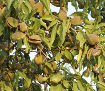 El Gobierno otorga ayudas por valor de 18,7 millones a agricultores de frutos de cáscara afectados por sequía