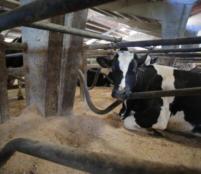 Rural.- Unións Agrarias alerta de la caída de producción láctea por las altas temperaturas