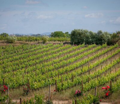 Agro.- EDA Drinks & Wine Campus y Família Torres organizan una sesión sobre viticultura