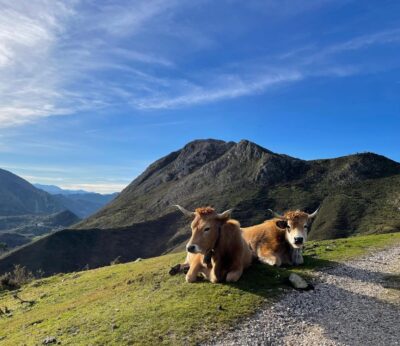 Rural.- El Gobierno de Asturias concede 1,4 millones en ayudas a 1.094 ganaderías afectadas por la EHE
