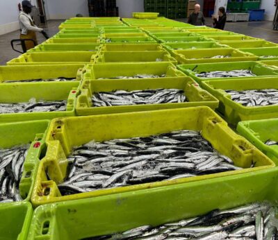 Pesca autoriza la pesca de anchoa para la flota del Cantábrico y noroeste desde este martes