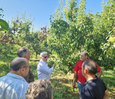 Agricultura presenta un plan de reconversión varietal para hacer frente al avance del fuego bacterino