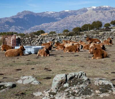ACT.- La Comunidad recibirá cerca de 250.000 euros para el sector del vino y sanidad animal y vegetal