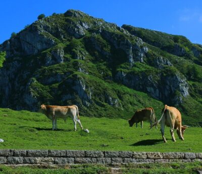 El Estado destina casi 250.000 euros a Cantabria para enfermedades animales y plagas