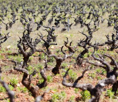 AMP(2).- Gobierno y CCAA reparten 195 millones para intervenciones en el sector del vino, 76,5 millones para C-LM