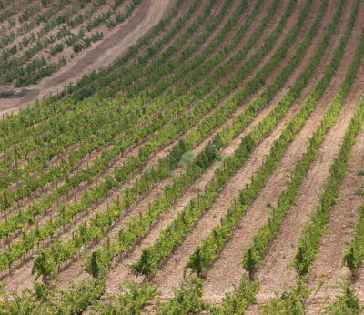 El Gobierno destina 13 millones de euros a la Comunitat Valenciana para el sector del vino y sanidad animal y vegetal