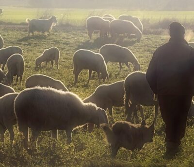 Unión de Uniones alerta de la caída de la producción del 7,5% en la leche de cabra y del 5,5% en la de oveja