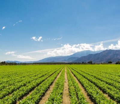 El PP defiende una PAC con presupuesto propio, sólido y blindaje de las ayudas directas al agricultor