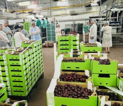 La recolección de cereza en el Valle del Jerte afronta los últimos días de una campaña «normal»