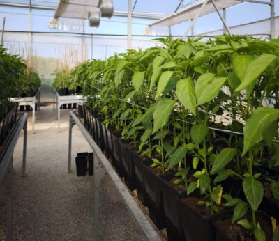Innova.- Un proyecto valenciano trabaja en desarrollar fertilizantes sostenibles con residuos del sector hortofrutícola