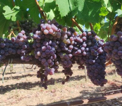 Las bodegas de Baleares recibirán 7 millones para modernizarse y podrán plantarse cerca de 16,3 hectáreas más de viñas